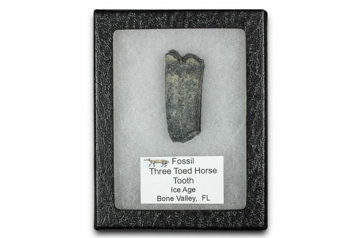 Fossil Three-Toed Horse Tooth - Bone Valley, Florida #336415